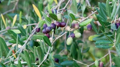 Olive Branches Moving In Autumn Wind Stock-Footage 346387771