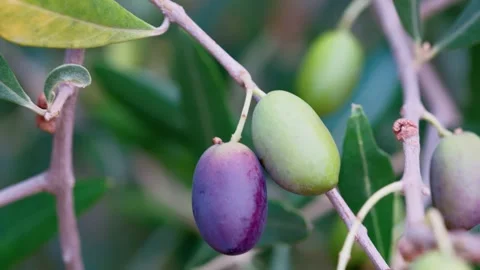 Olive Branches Moving In Autumn Wind Stock-Footage 346387782