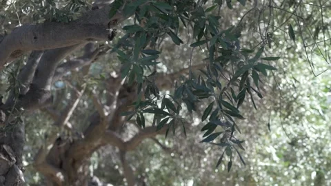Olive branches moving softly in the breeze under glowing sunlight. Detailed view Stock-Footage 321818077
