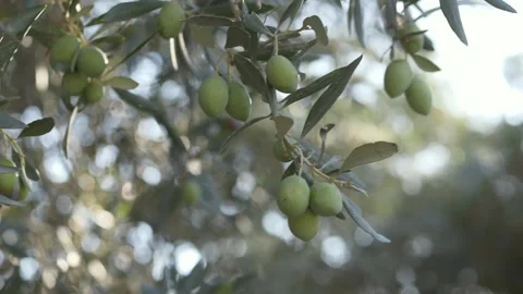 Olive branches moving softly in the breeze under glowing sunlight, evoking peace Video stock 321818160