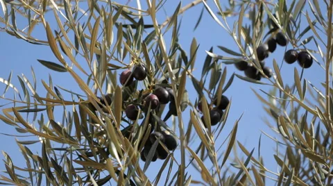 Olive Branches, Olive Fields And Trees In Southern Spain Stock Footage 44465602