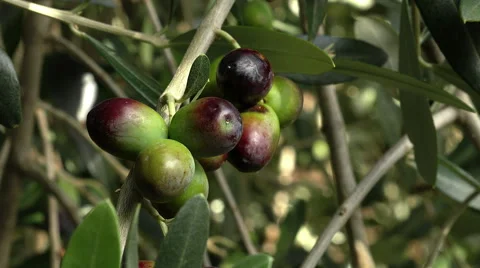 Olive branches with olives: extra virgin olive oil: italian traditional product  Stock Footage 56151337