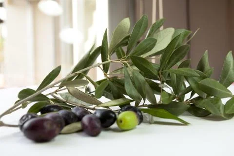 Olive branches Stock-Fotos
