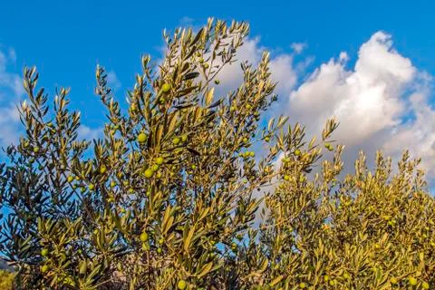 Olive branches Stock Photos