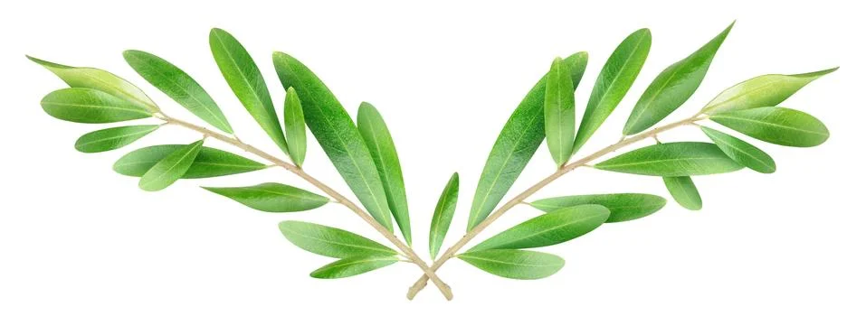 Olive branches Stock Photos