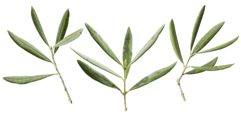 Olive branches Stock Photos