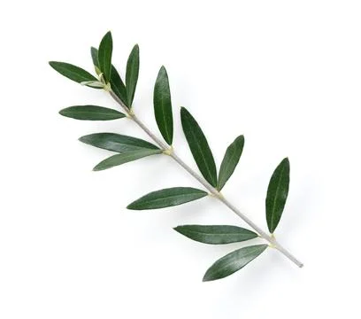 Olive branches placed on a white background Stock Photos