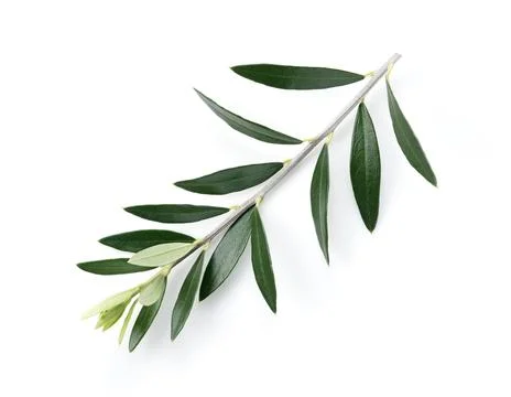 Olive branches placed on a white background Stock Photos