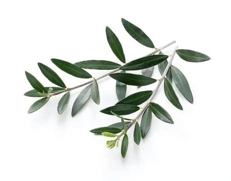 Olive branches placed on a white background Stock Photos