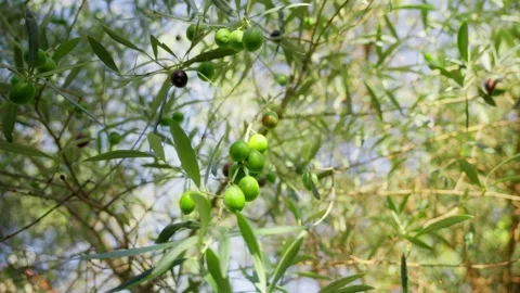 Olive branches with ripening fruit sway under warm sun in Montenegro Stock Footage 329412121