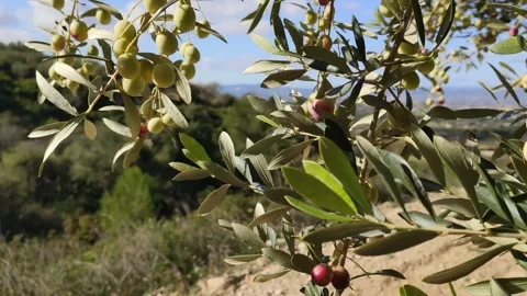 Olive branches with slight movement in the air in the field Stock Footage 133197839