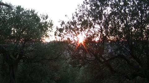 Olive branches in sunset Stock Footage 46653856