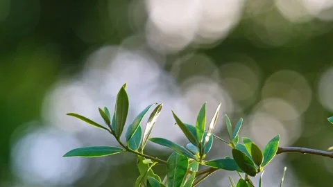 Olive branches sway in evening sunlight, green leaves, symbolizing fresh, h.. Stock Footage 251716840
