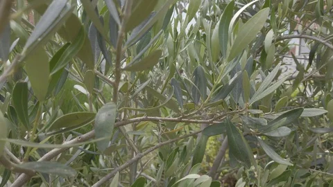 Olive Branches On a Tree Stock Footage 115234935