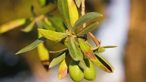 Olive branches on a tree in a grove Video stock 118976355