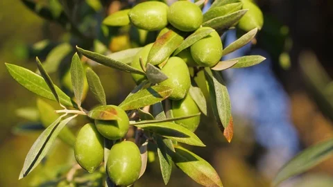 Olive branches on a tree in a grove Video stock 118976373