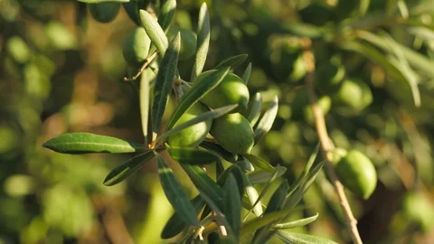 Olive branches on a tree in a grove Stock-Footage 118976388