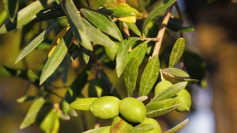 Olive branches on a tree in a grove Video stock 118976408