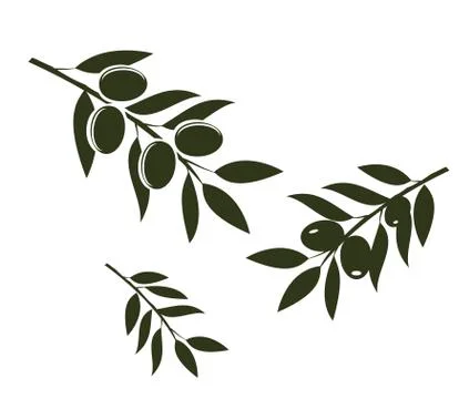 Olive Branches Vector Stock Illustration