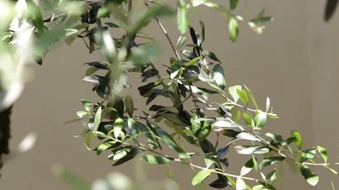 Olive branches in the wind Stock Footage 101750509