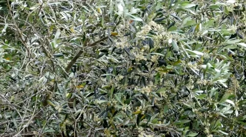 Olive branches in the wind that foretells a storm of summer seaside Stock Footage 68539428
