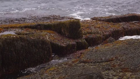 Olive Brown Macroalgae Covering Rocks - Acadia National Park - Maine - USA Stock Footage 342918516
