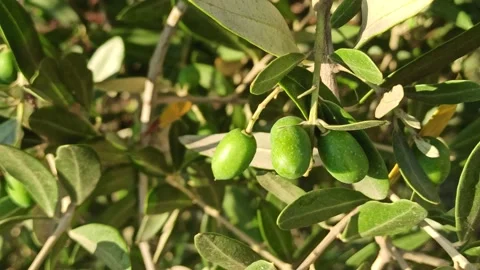 Olive brunch waving in the wind. Mediterranean agricolture Stock Footage 141125395