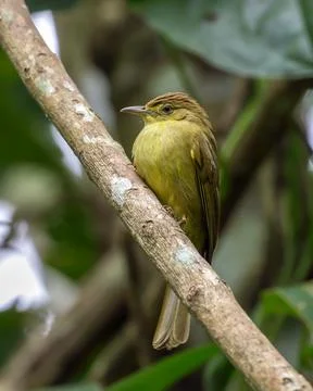 Olive bulbul Stock Photos
