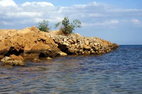Olive bush on the cliffs of cyprus Stock Photos