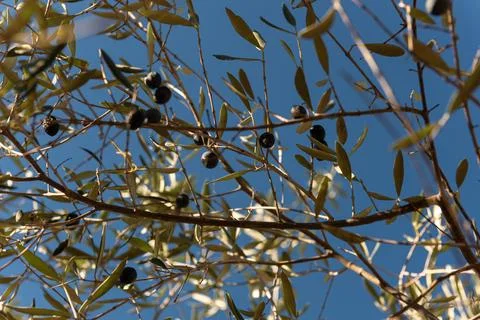 Olive Close-Up: Focus on Freshness with Soft Blur Stock Photos