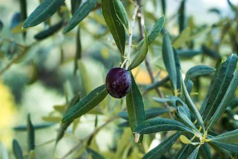 Olive closeup on the branch Stock-Fotos