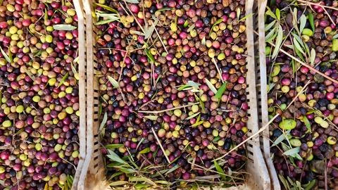 Olive collection drawers to make extra virgin olive oil. Mendoza Argentina. Stock Photos