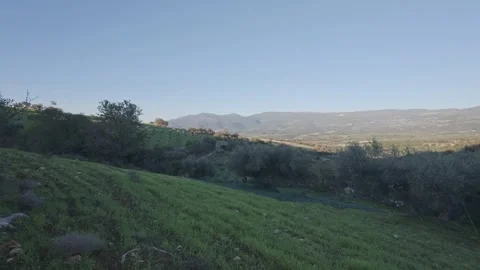 Olive collection nets beneath trees on hillside farmland at sunset Stock Footage 328093331