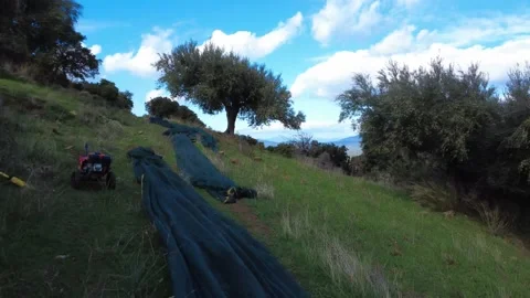 Olive collection nets spread on a steep rocky slope during the harvest Stock Footage 343994710