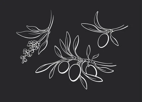 Olive contour set of branch, fruit. Vector sketch Stock Illustration