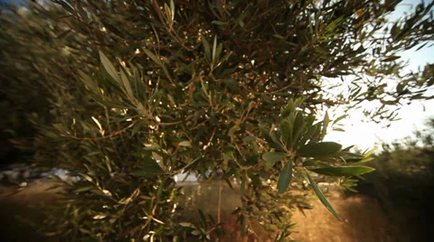 Olive Cultivation Video stock 29664388