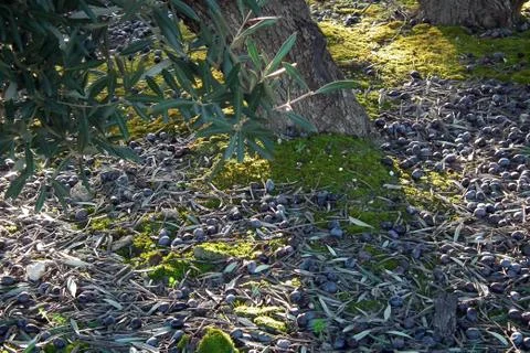 Olive detall Stock Photos