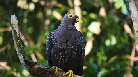 An Olive Dove  Stock Footage 244597160