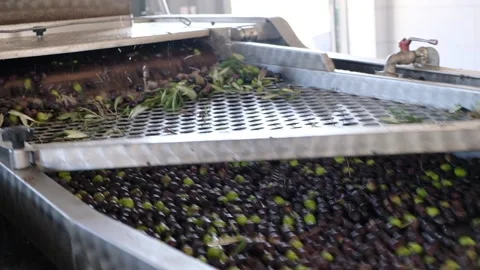 Olive Factory Stock Footage 233698469