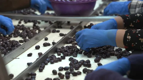 Olive factory Stock Footage 237501330