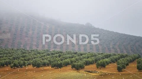 Olive farm on a foggy hillside,Vianos, Albacete Province, Spain Stock Photos