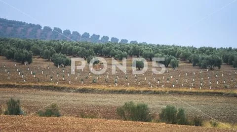Olive farm on a hillside,Vianos, Albacete Province, Spain Stock Photos