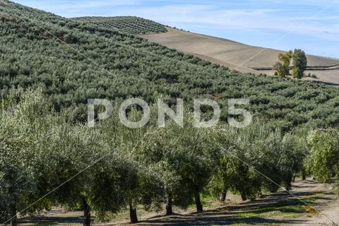 Olive farm on a hillside,Vianos, Albacete Province, Spain Stock Photos