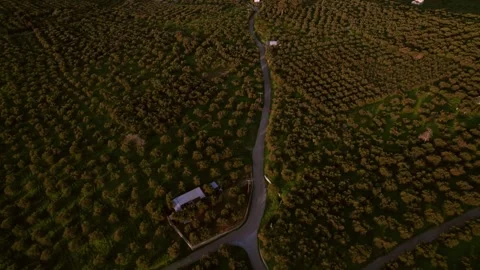 Olive Farm Overhead on Crete Stock Footage 330162773