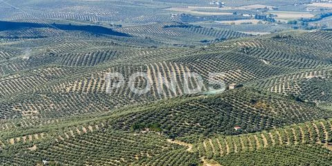 Olive farms,Vianos, Albacete Province, Spain Stock Photos
