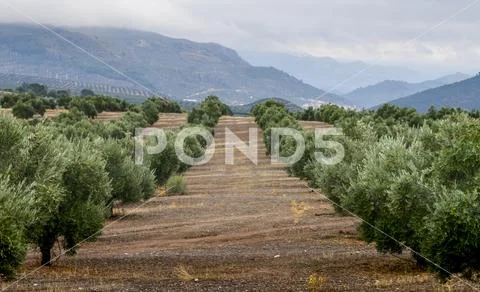 Olive farm,Vianos, Albacete Province, Spain Stock Photos
