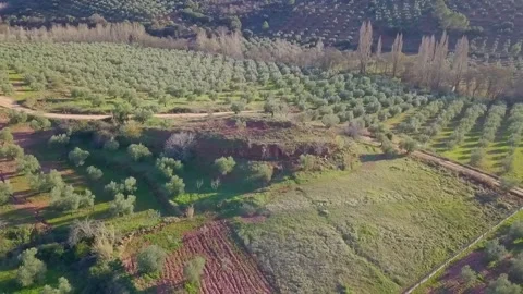 Olive field grove HD Video stock 237775837