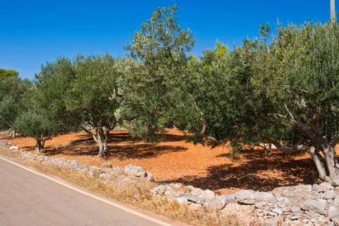 Olive field Stock Photos