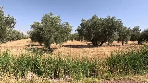Olive field in rows from a moving car Stock Footage 296488854