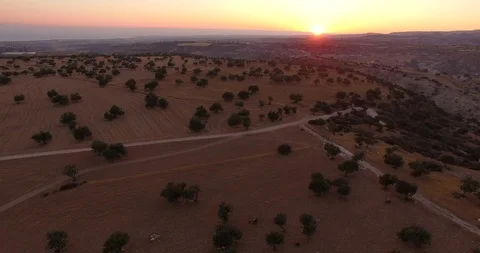 Olive field at sunset Vídeos de archivo 91140962